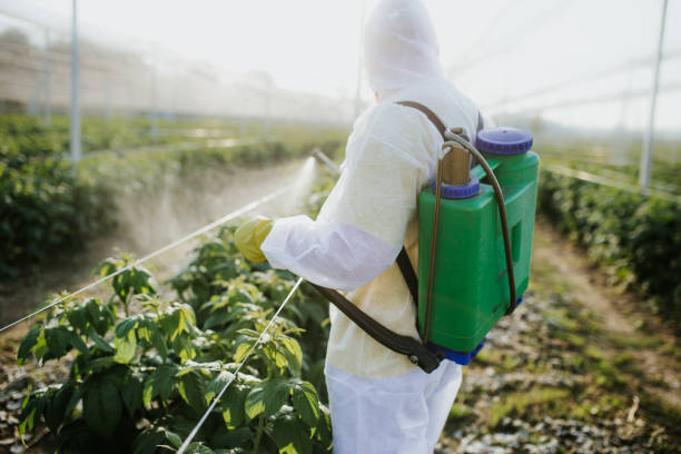 Best Ant Control Services  in Prospect Heights, IL